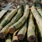 Sugarcane