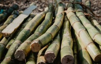Sugarcane